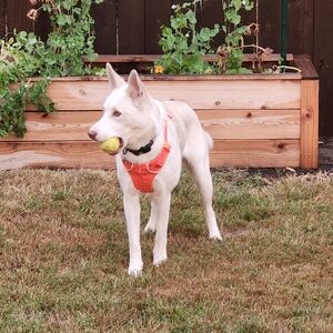 Meet your Posher, Rick